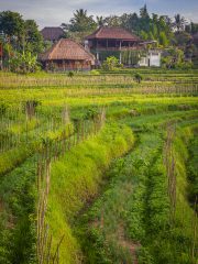 Bali fields