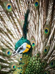 Bali Bird Park - Peacock