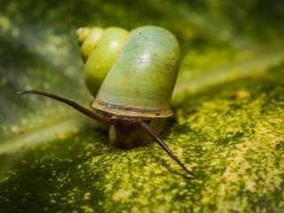 Jungle snail