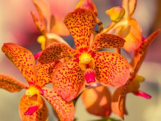 Bali Orchid Garden