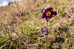 Pulsatilla pratensis var. nigricans