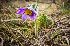 Pulsatilla grandis