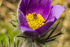 Pulsatilla grandis