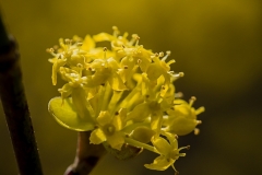 20160322-_3220131-Devínska-Kobyla-Sandberg