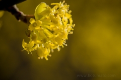 Cornus mas