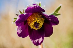 Pulsatilla pratensis var. nigricans