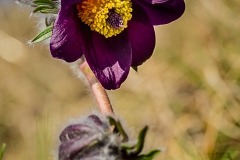Pulsatilla pratensis var. nigricans