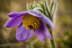 Pulsatilla grandis