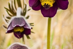 Pulsatilla pratensis var. nigricans