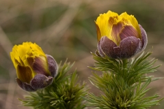 Adonis vernalis