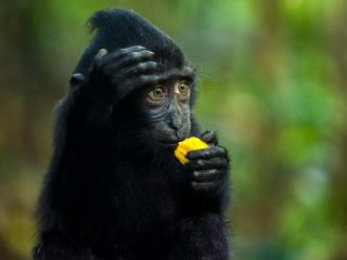 Celebes Crested Macaque