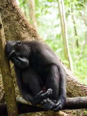 Celebes Crested Macaque