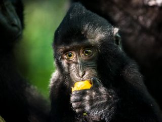 Celebes Crested Macaque
