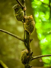 Spectral tarsier