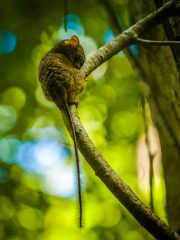 Spectral tarsier