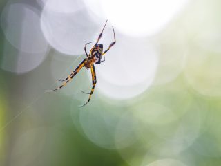 Spider