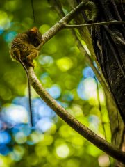 Spectral tarsier