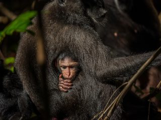 Celebes Crested Macaque