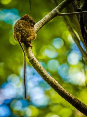 Spectral tarsier