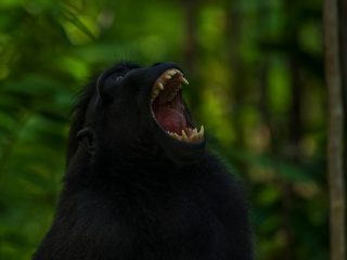 Celebes Crested Macaque