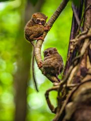 Spectral tarsier