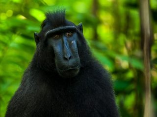 Celebes Crested Macaque