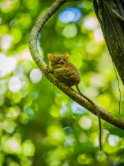 Spectral tarsier