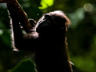 Celebes Crested Macaque