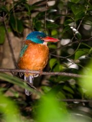 Kingfisher
