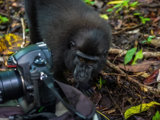 Celebes Crested Macaque