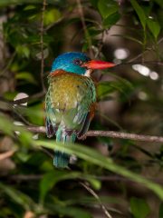 Kingfisher