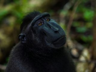 Celebes Crested Macaque