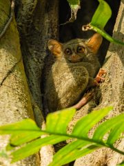 Spectral tarsier
