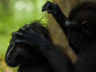 Celebes Crested Macaque