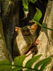 Spectral tarsier