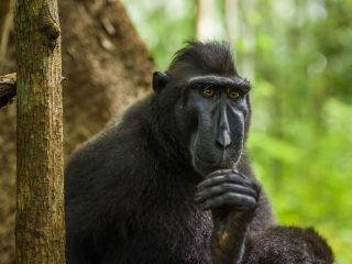 Celebes Crested Macaque