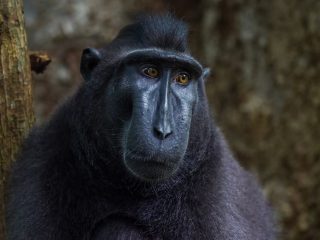 Celebes Crested Macaque