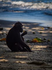 Celebes Crested Macaque