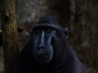 Celebes Crested Macaque
