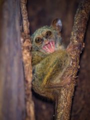 Spectral tarsier
