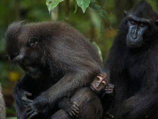 Celebes Crested Macaque