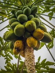 Papaya
