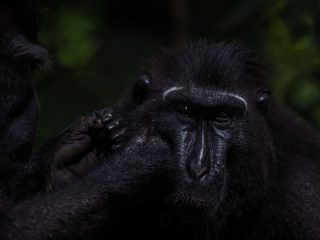 Celebes Crested Macaque