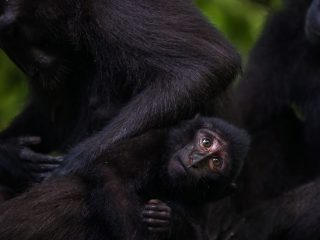 Celebes Crested Macaque