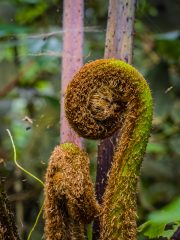 Fern