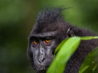 Celebes Crested Macaque