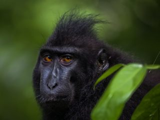 Celebes Crested Macaque