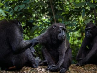 Celebes Crested Macaque