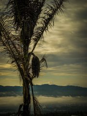 Tomohon