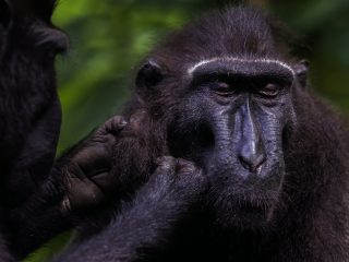 Celebes Crested Macaque